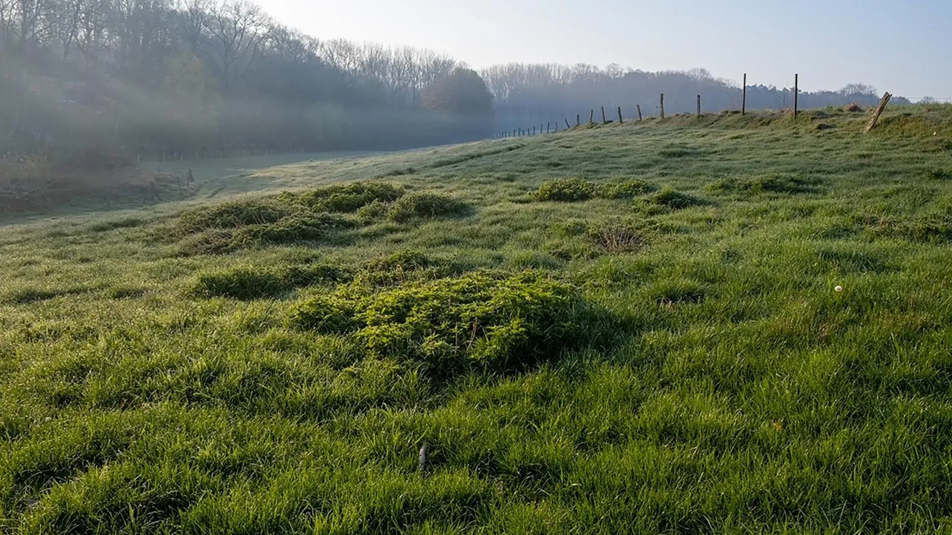 Background default 2